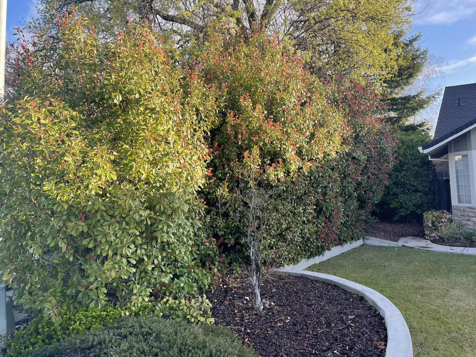Curved garden bed with dense green shrubs and a small tree beside a lawn and house walkway