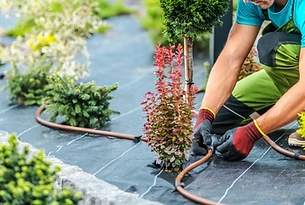 Person installing landscape fabric and garden edging around plants with a hose outdoors