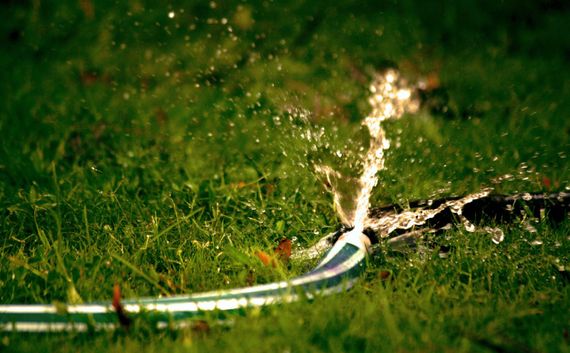 Water spraying from a cracked hose onto green grass in a yard