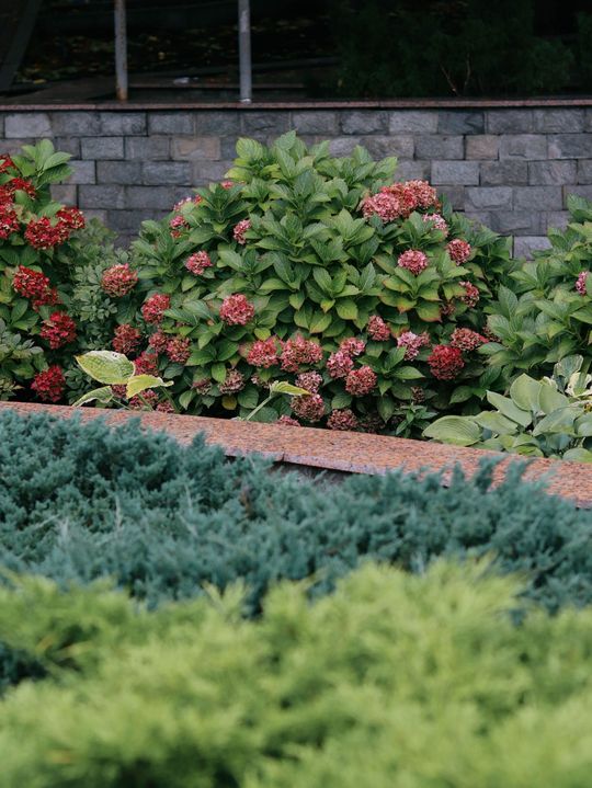 Landscape shrubs with pink flowers in front of a stone retaining wall