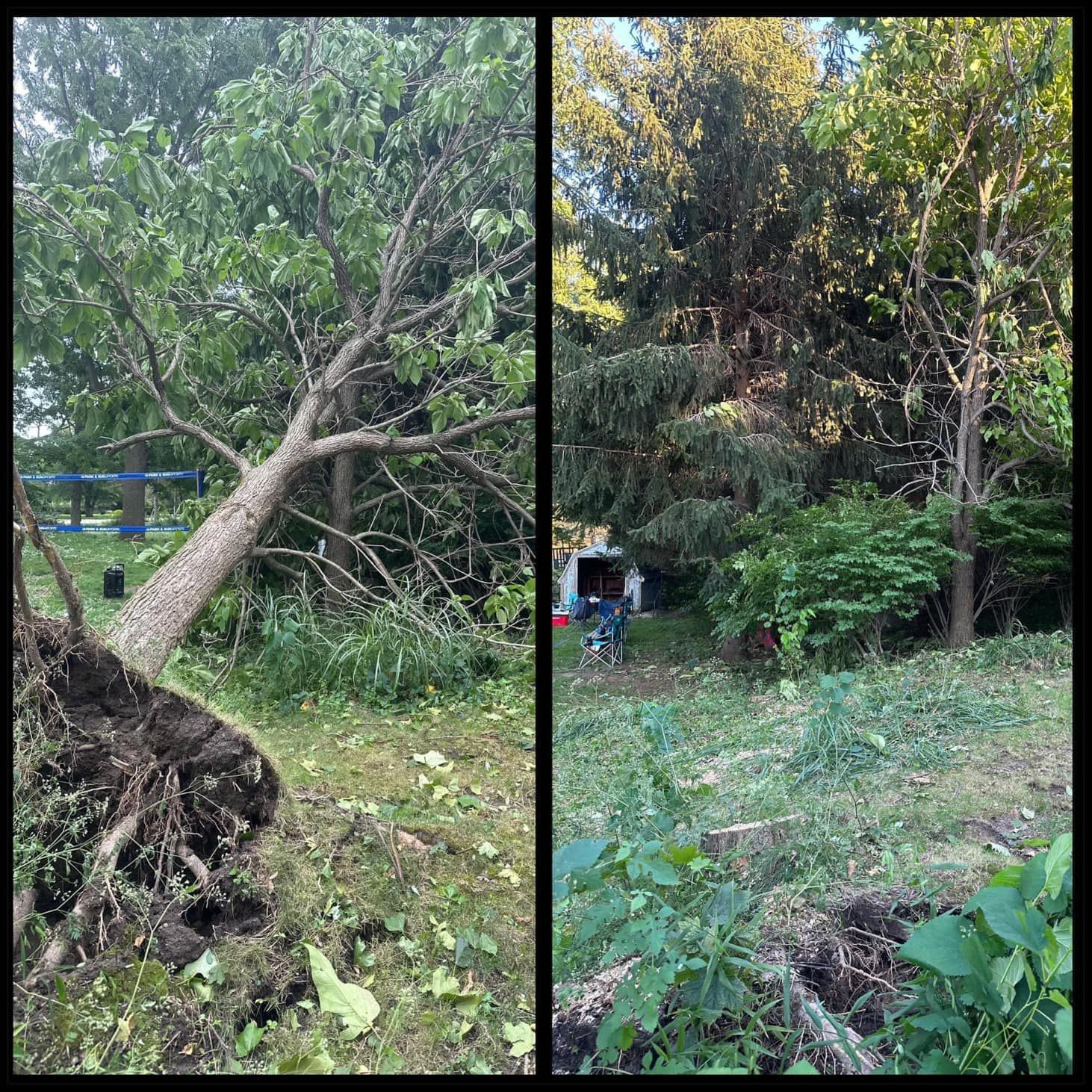 Split view of a fallen tree in a grassy wooded area with dense green foliage around it.