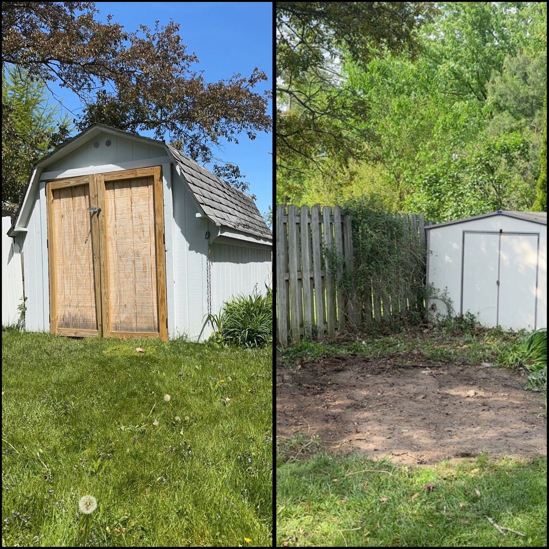 Backyard shed before and after: old wooden doors replaced with white double doors, with overgrown trees and grass.