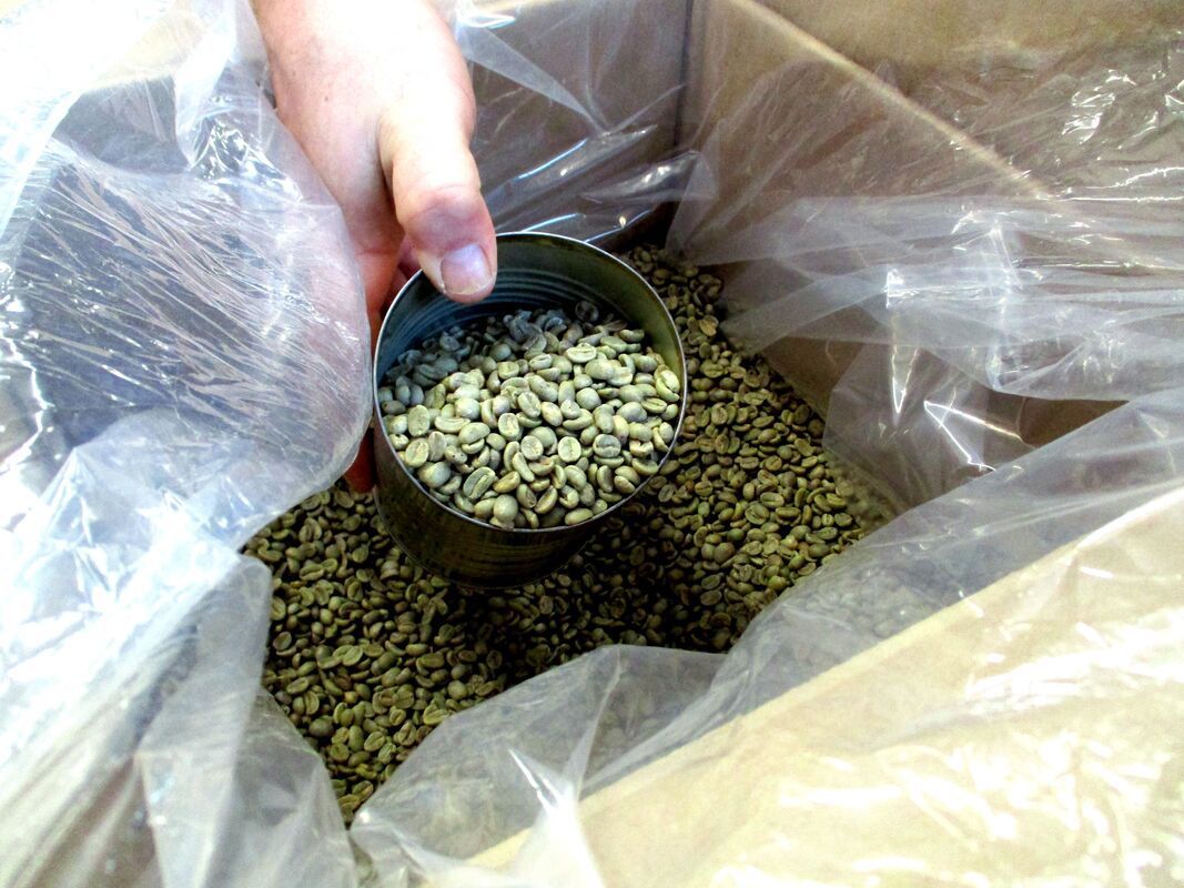 A person is pouring green coffee beans into a measuring cup.