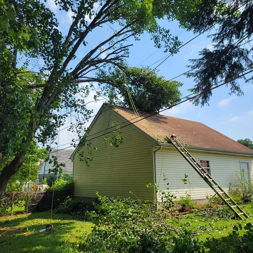 tree branch fell on the house roof