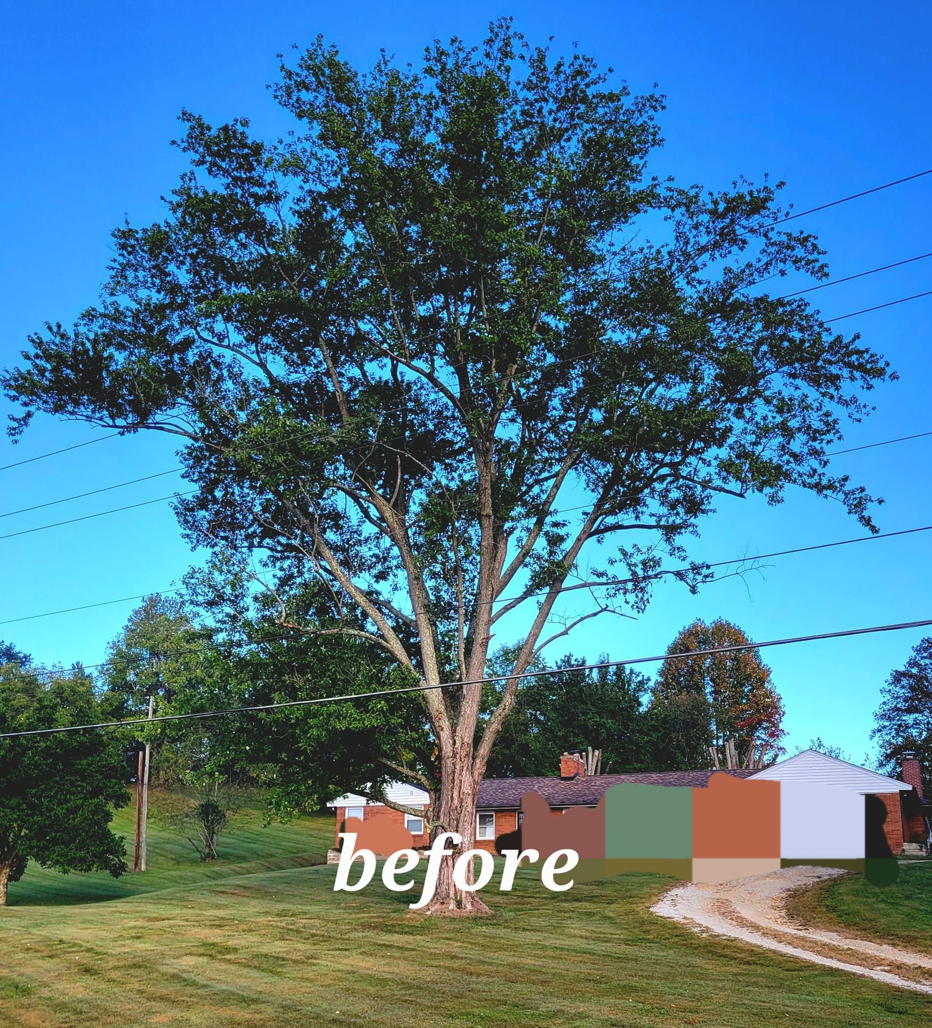 before tree trimming