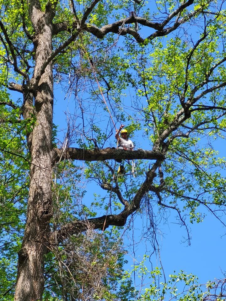 arborist on top of the tree