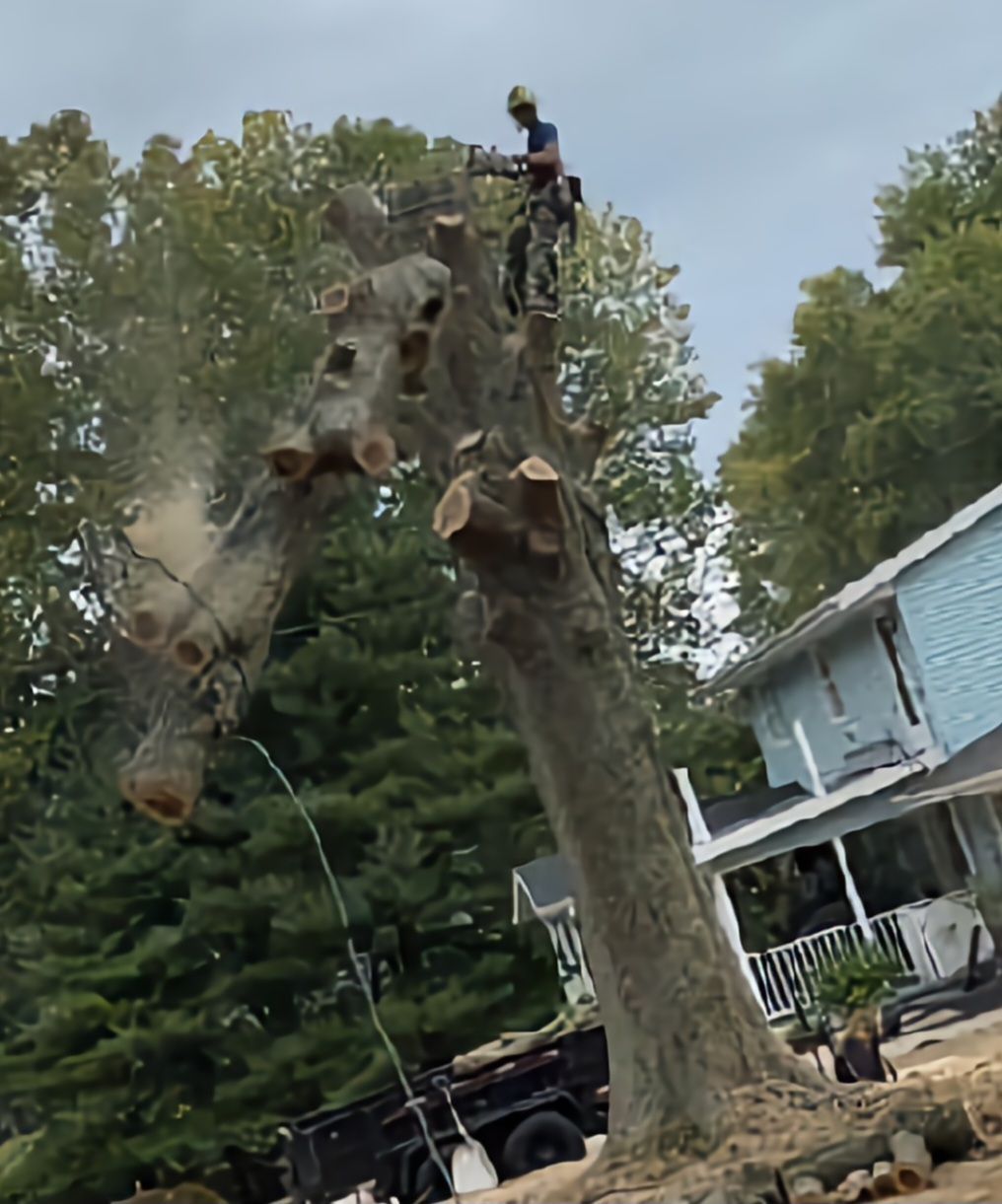 tree removal