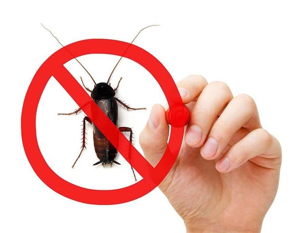 CONTROL DE PLAGAS INSECTICIDAS Y FUMIGACIONES - Control de plagas