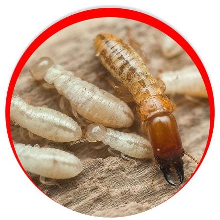 CONTROL DE PLAGAS INSECTICIDAS Y FUMIGACIONES - Moscas