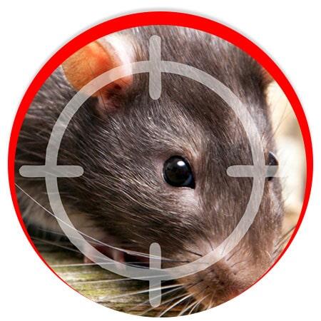 CONTROL DE PLAGAS INSECTICIDAS Y FUMIGACIONES - Roedores