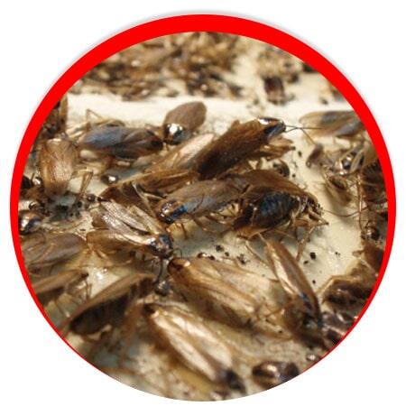 CONTROL DE PLAGAS INSECTICIDAS Y FUMIGACIONES - Plagas en granos