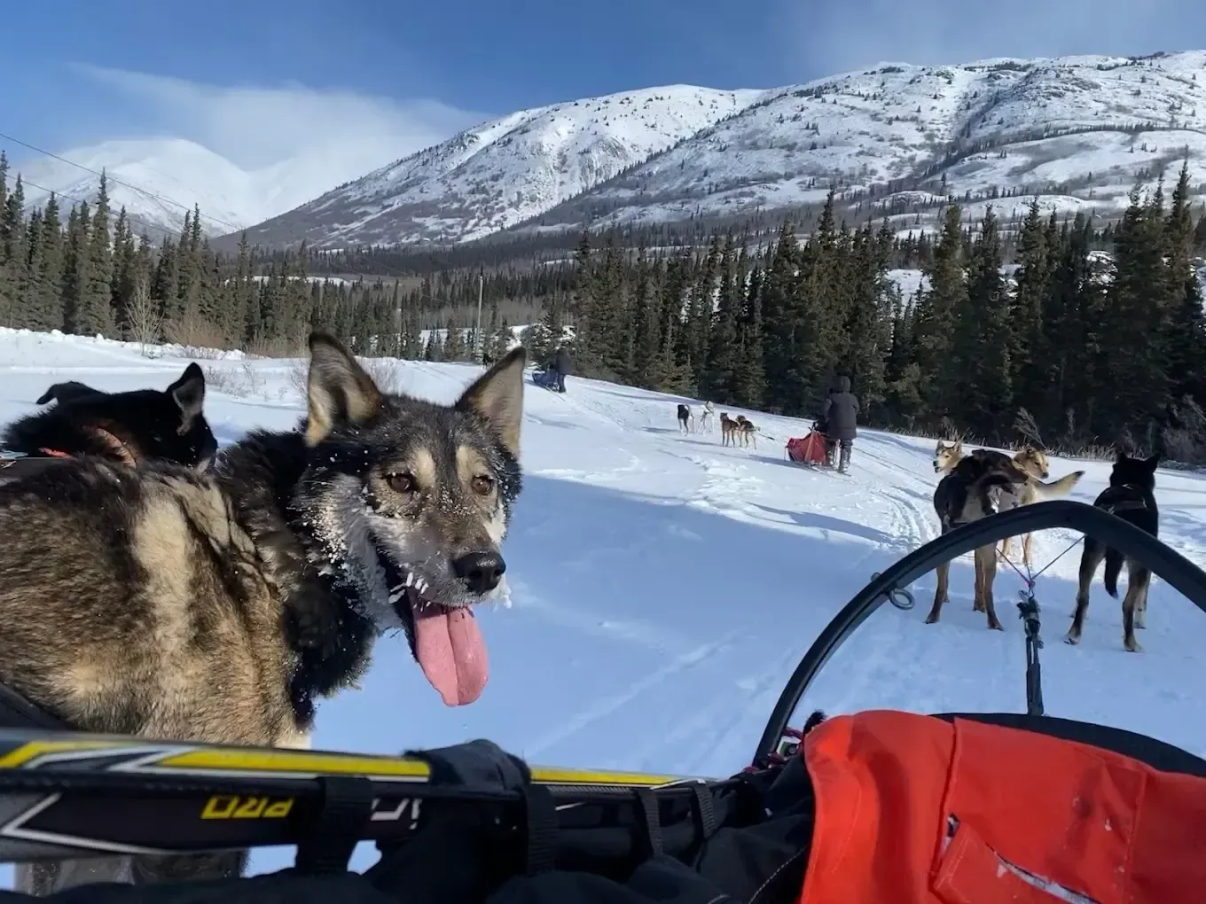 Dog sled team on a snowy trail with mountains and pine trees in the background.