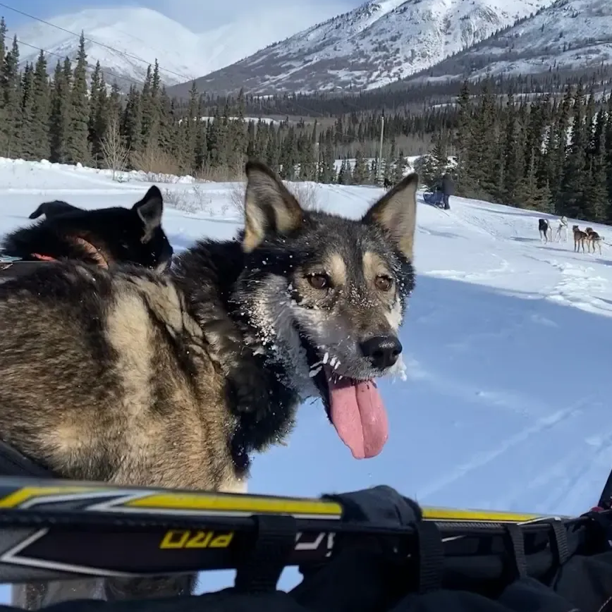 Dogs riding on a sled in snowy mountains, one tan-and-black dog panting in the foreground