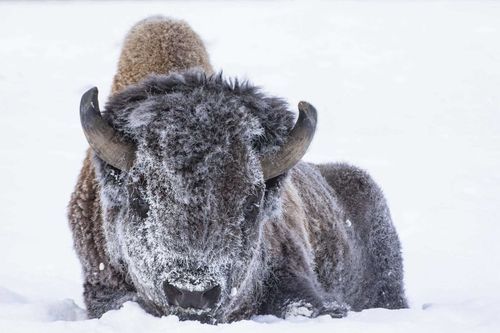 Bison standing in deep snow, covered in frost and facing forward.