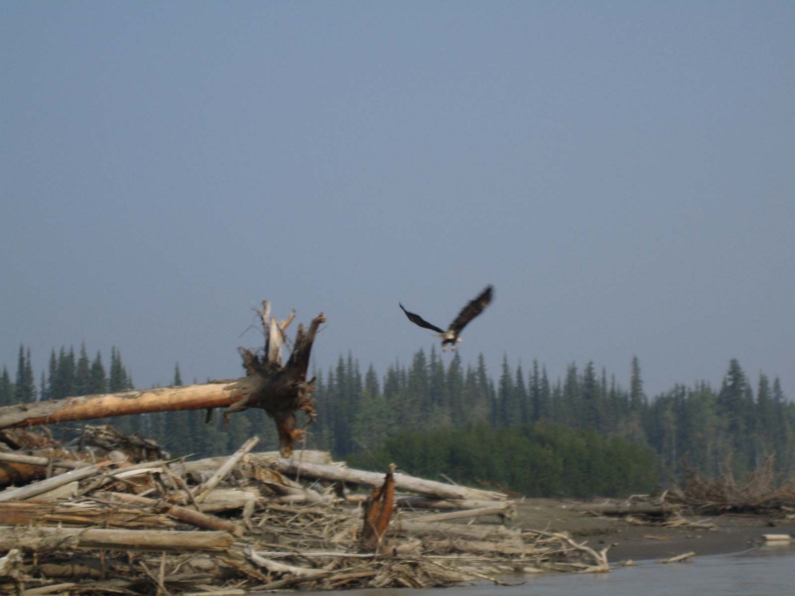 Birds flying over a log-strewn shoreline with a forested background and hazy sky