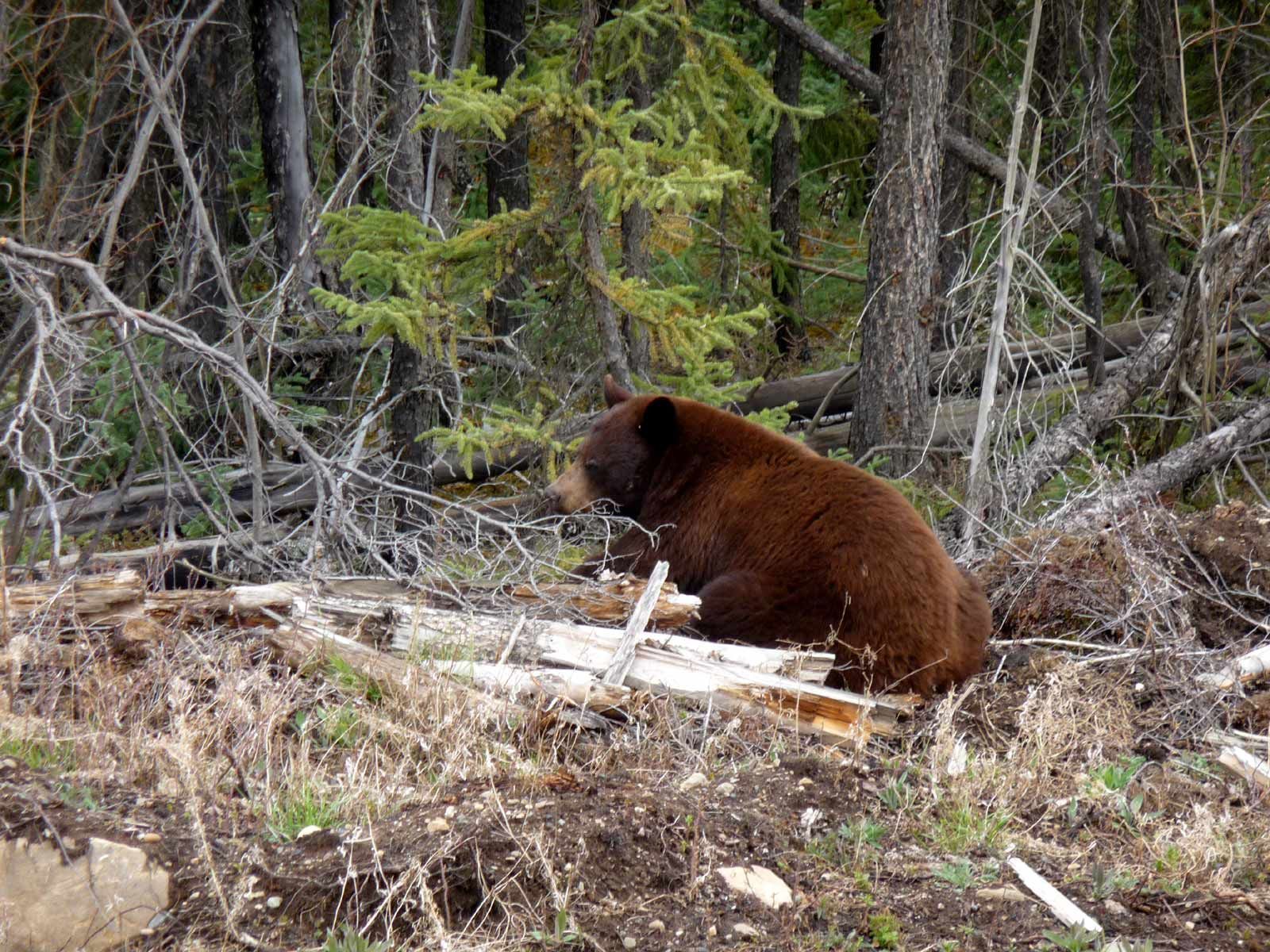 Brown bear sitting in a forest clearing beside a fallen log and trees