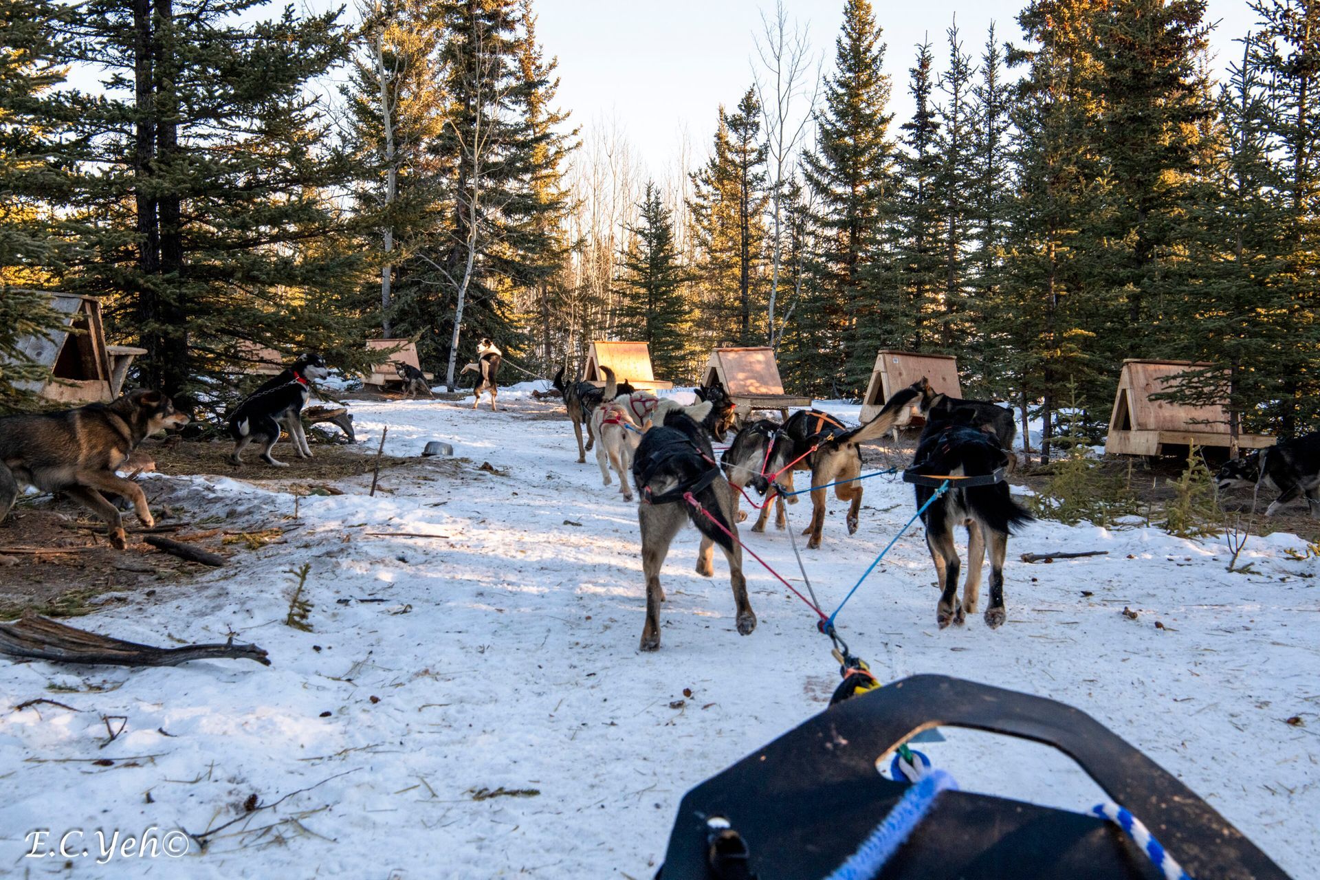 Dogs pulling a sled on a snowy forest trail at sunset