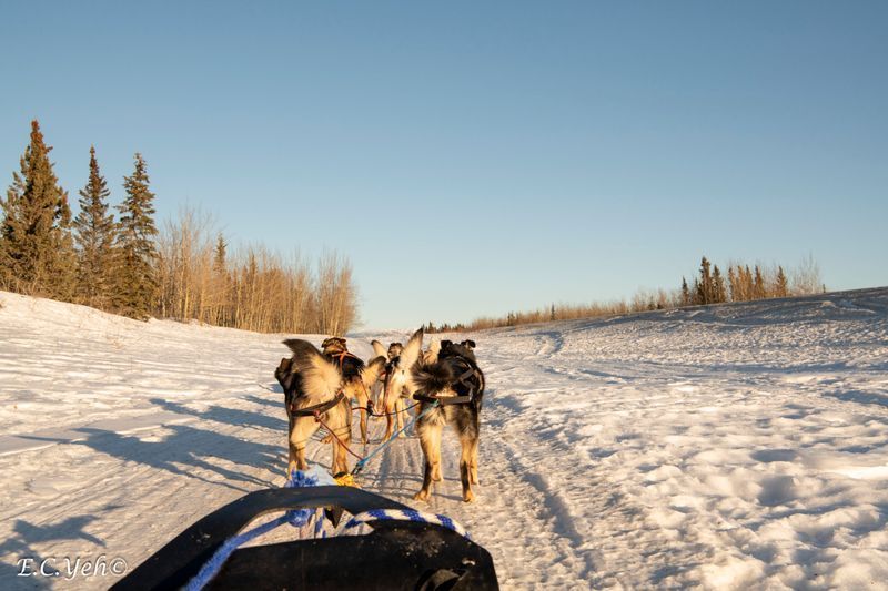 Dogs pulling a sled on a snowy trail under a clear blue sky