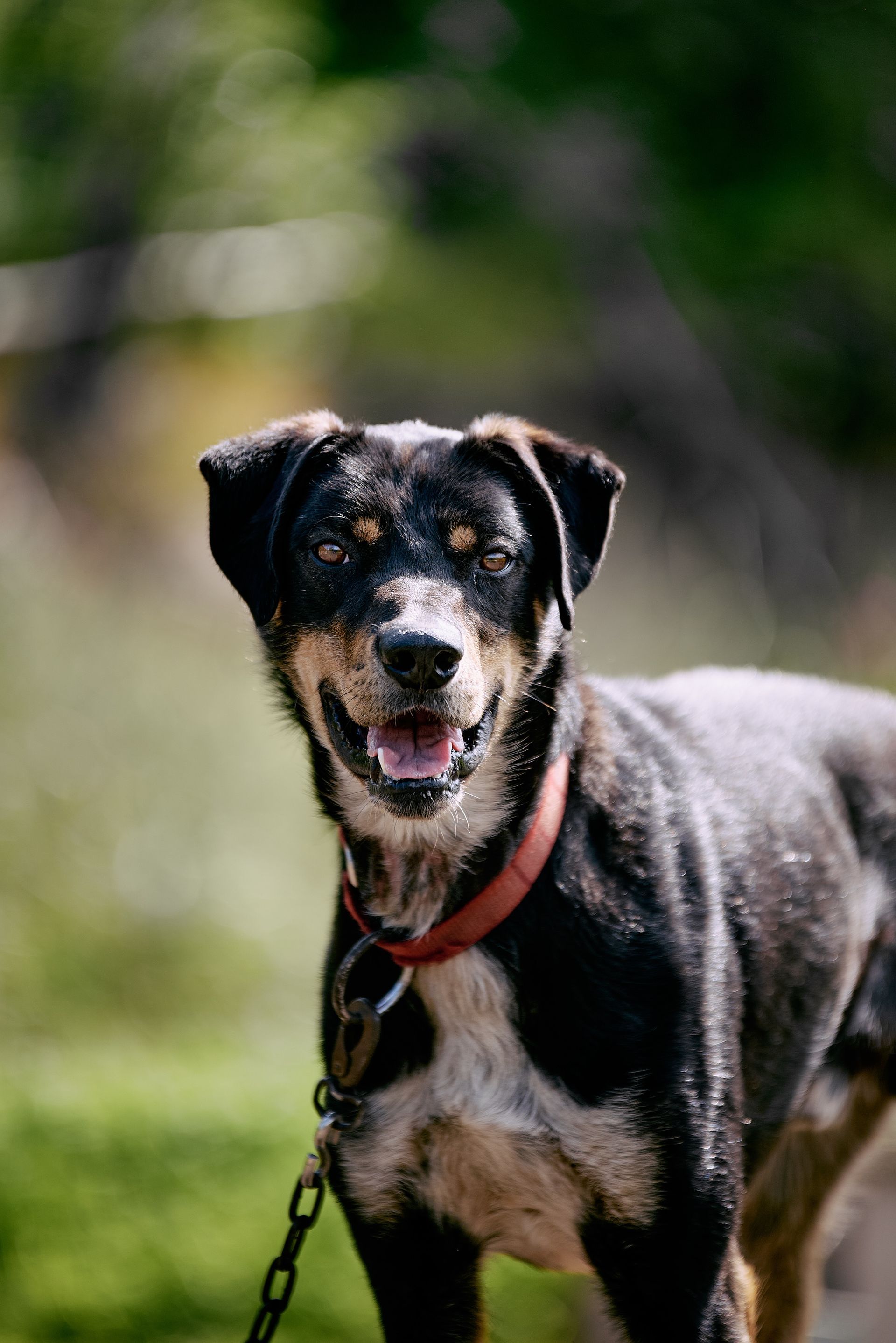 Black-and-tan dog with red collar sitting outdoors on a leash, mouth open and tongue out