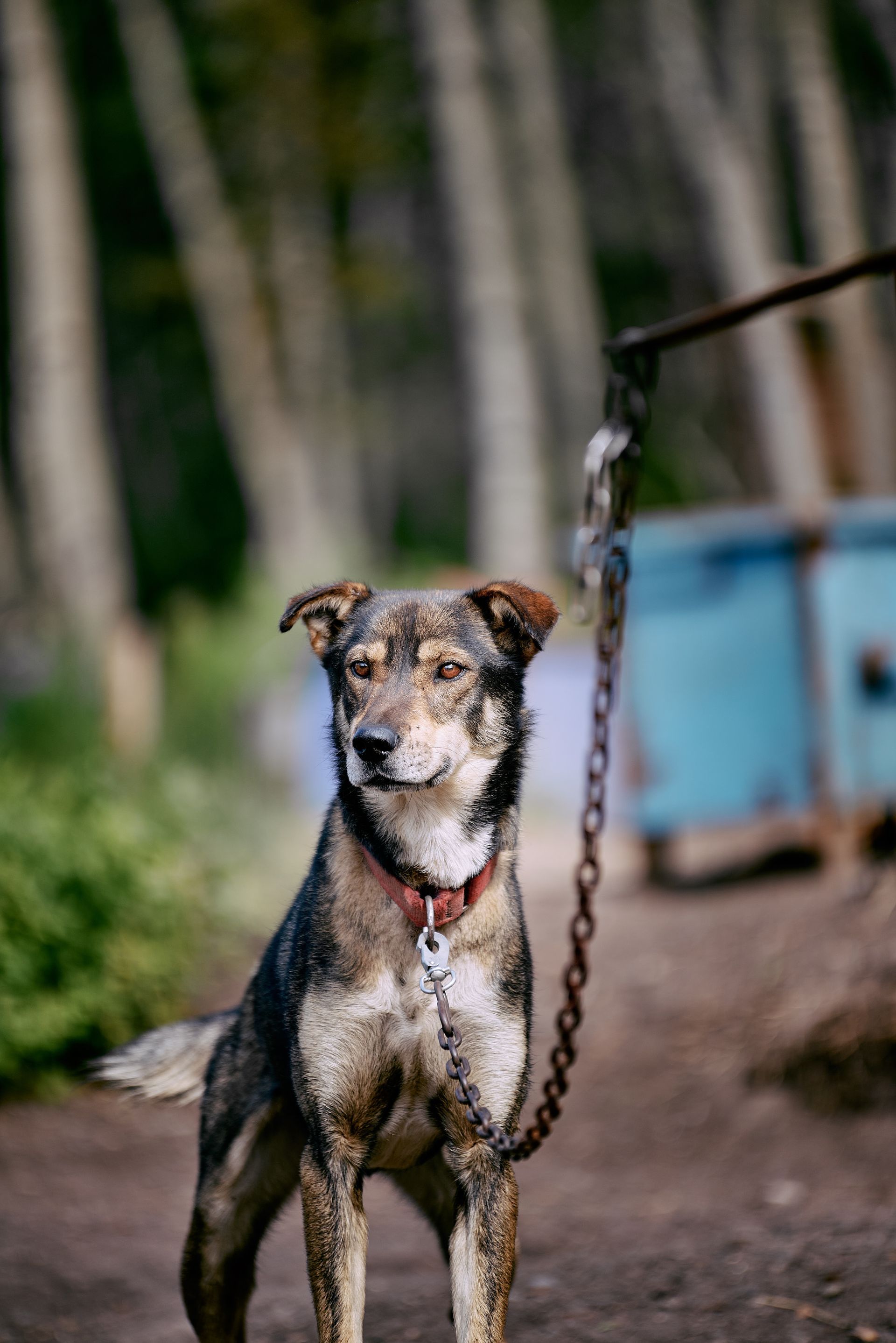Muddy dog on a chain outdoors, standing on a dirt path with blurred trees and a blue container in the background