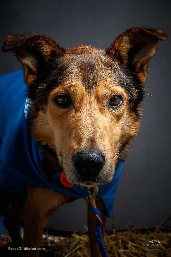 Close-up of a tan-and-black dog wearing a blue coat and red collar against a dark background
