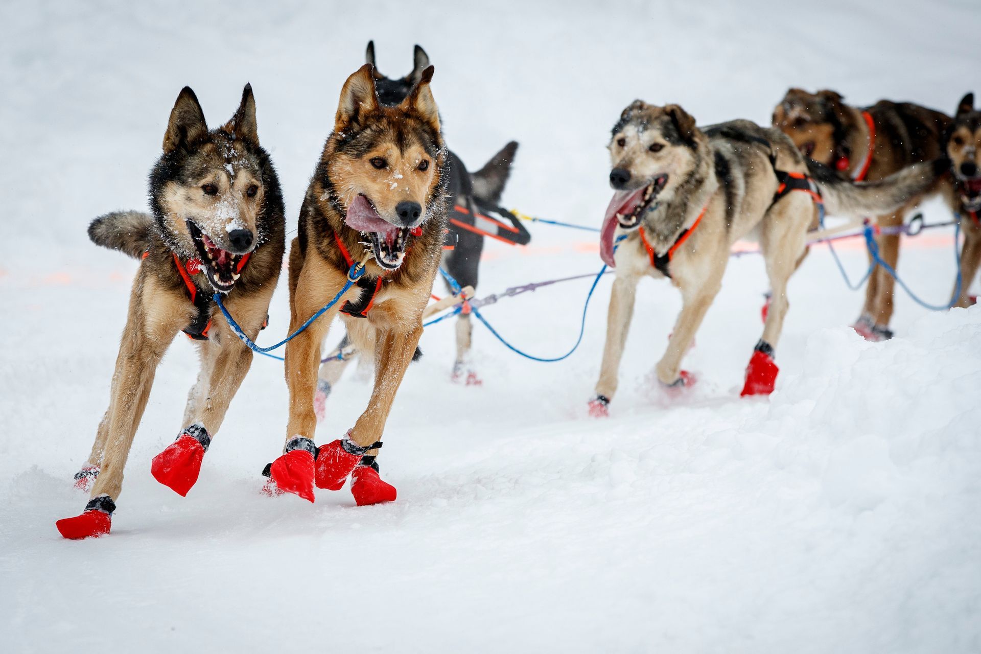 Dogs pulling a sled on a snowy forest trail at sunset