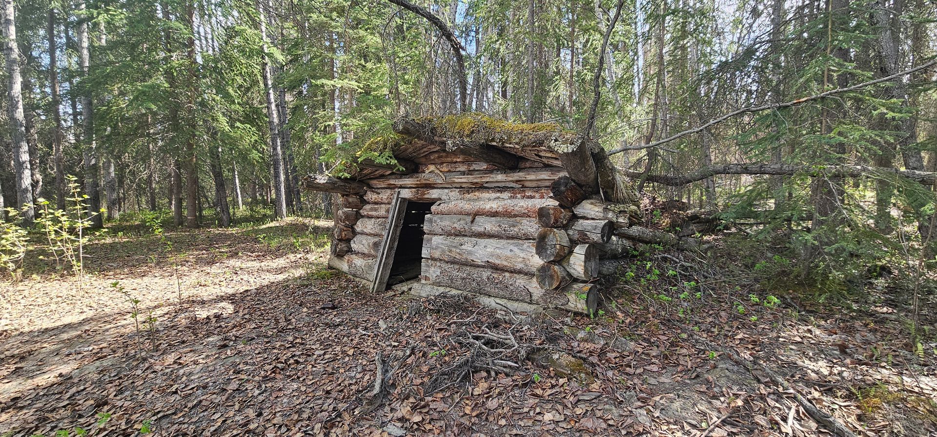 Small rustic log cabin in a leaf-covered forest clearing