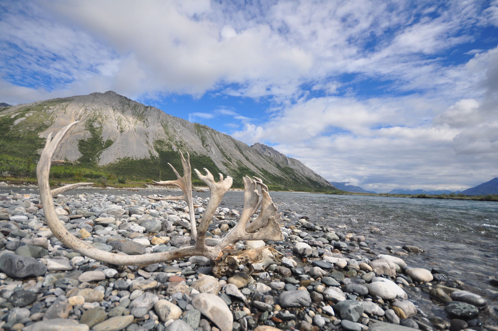 Rusty animal antlers on a rocky riverbank, with mountains and a cloudy sky in the background.