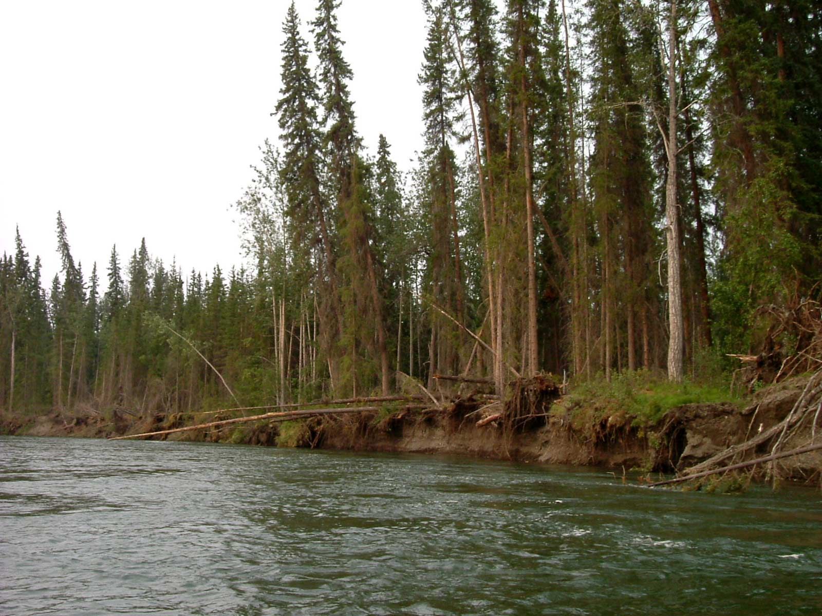 River beside a forested bank with tall evergreen trees and exposed roots