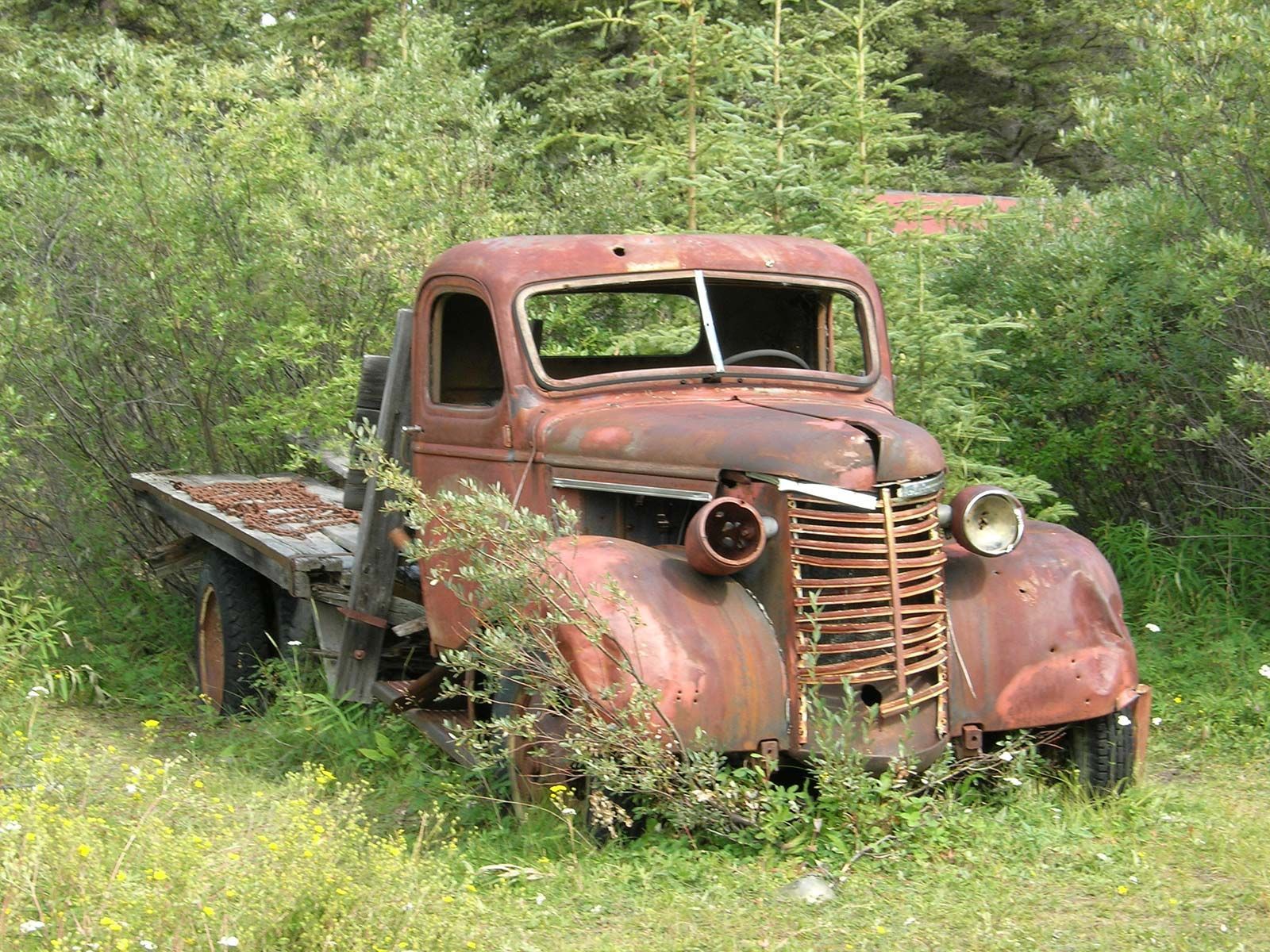 Rusty old truck abandoned in tall grass and overgrown greenery