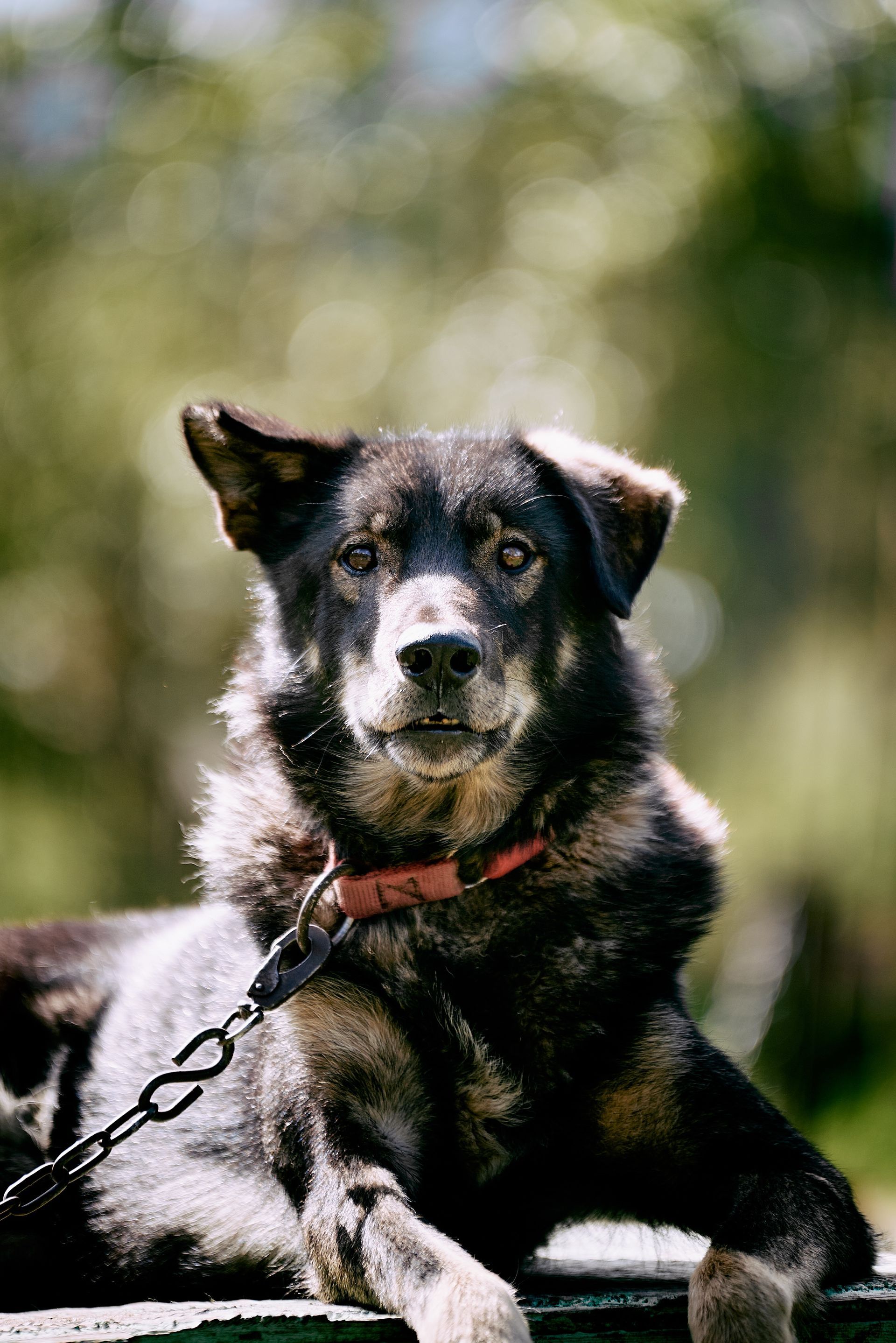 Black dog with a red collar lying outdoors on grass, looking at the camera.