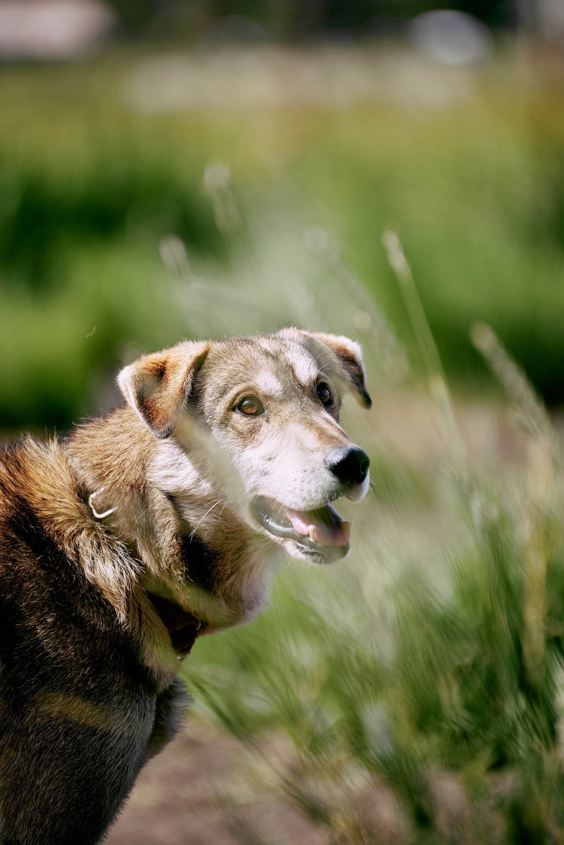A brown and white dog standing in tall grass, looking to the side.