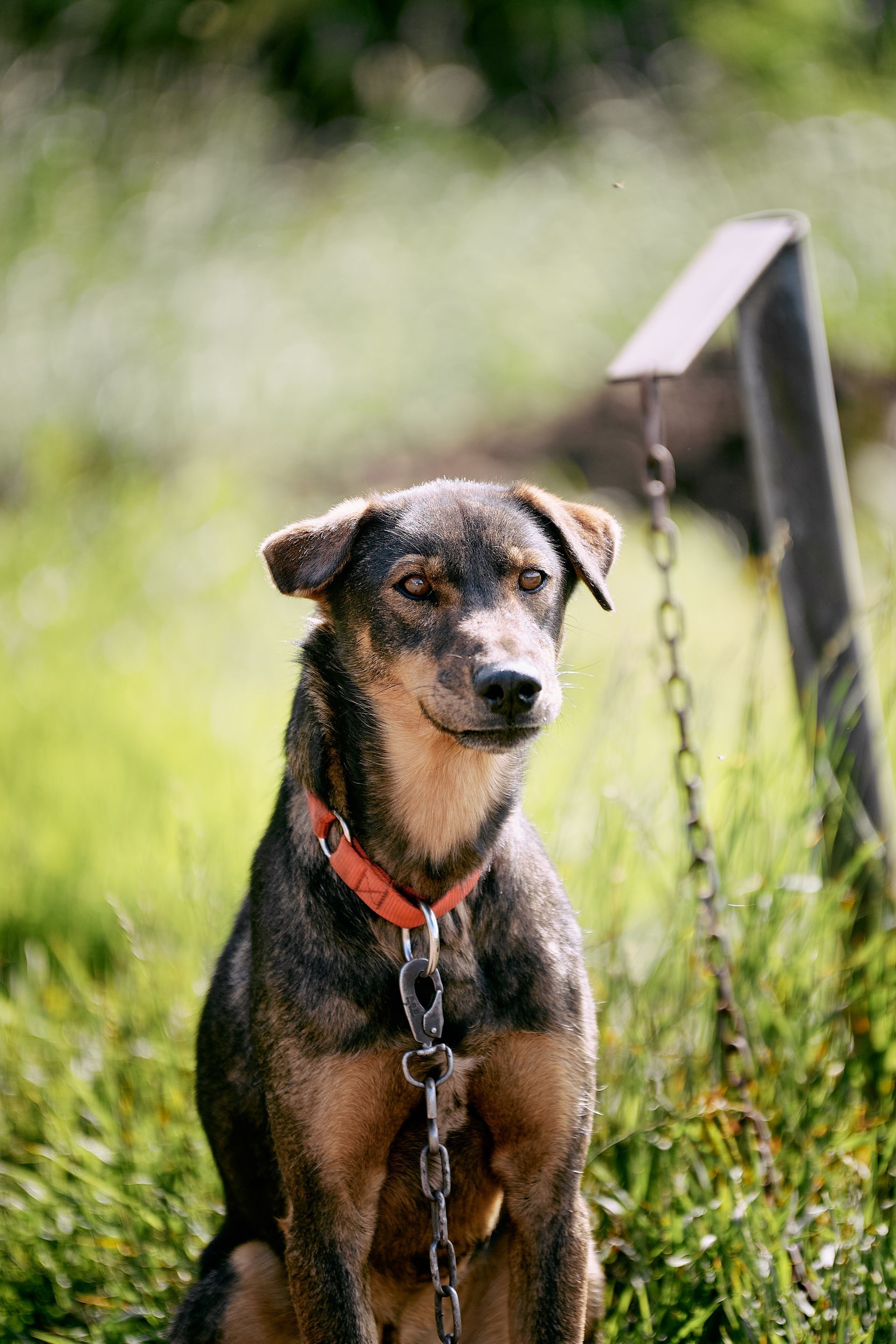 Small brown-and-black dog with red collar sitting in tall grass outdoors near a post