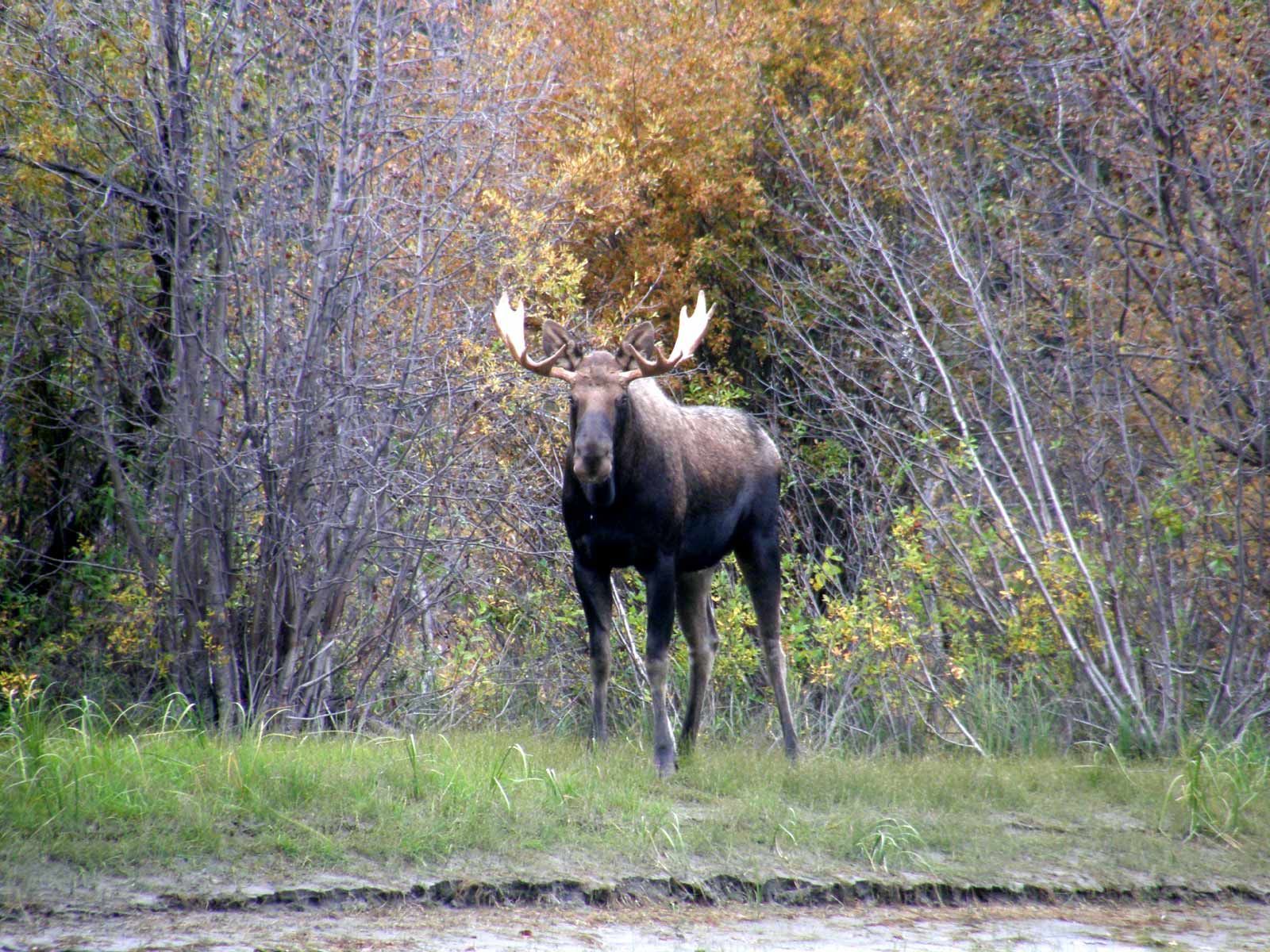 Bull moose standing in a grassy clearing with autumn trees behind it.