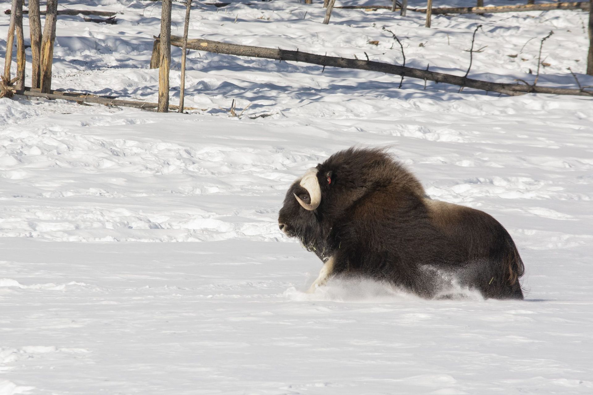 Musk ox standing in snowy field near a fence under bright winter light
