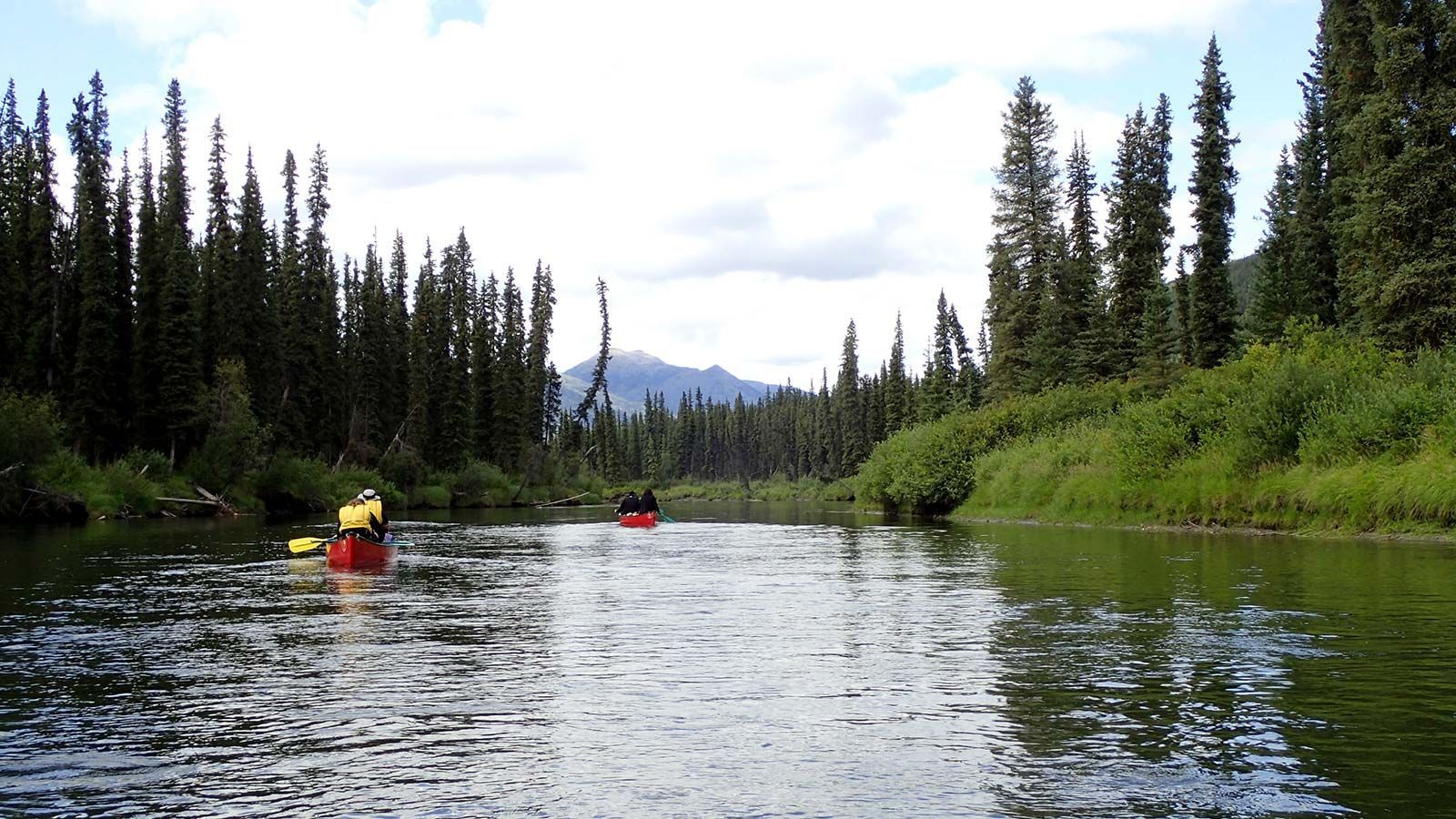 Kayakers paddling on a calm river bordered by pine trees, with mountains in the distance
