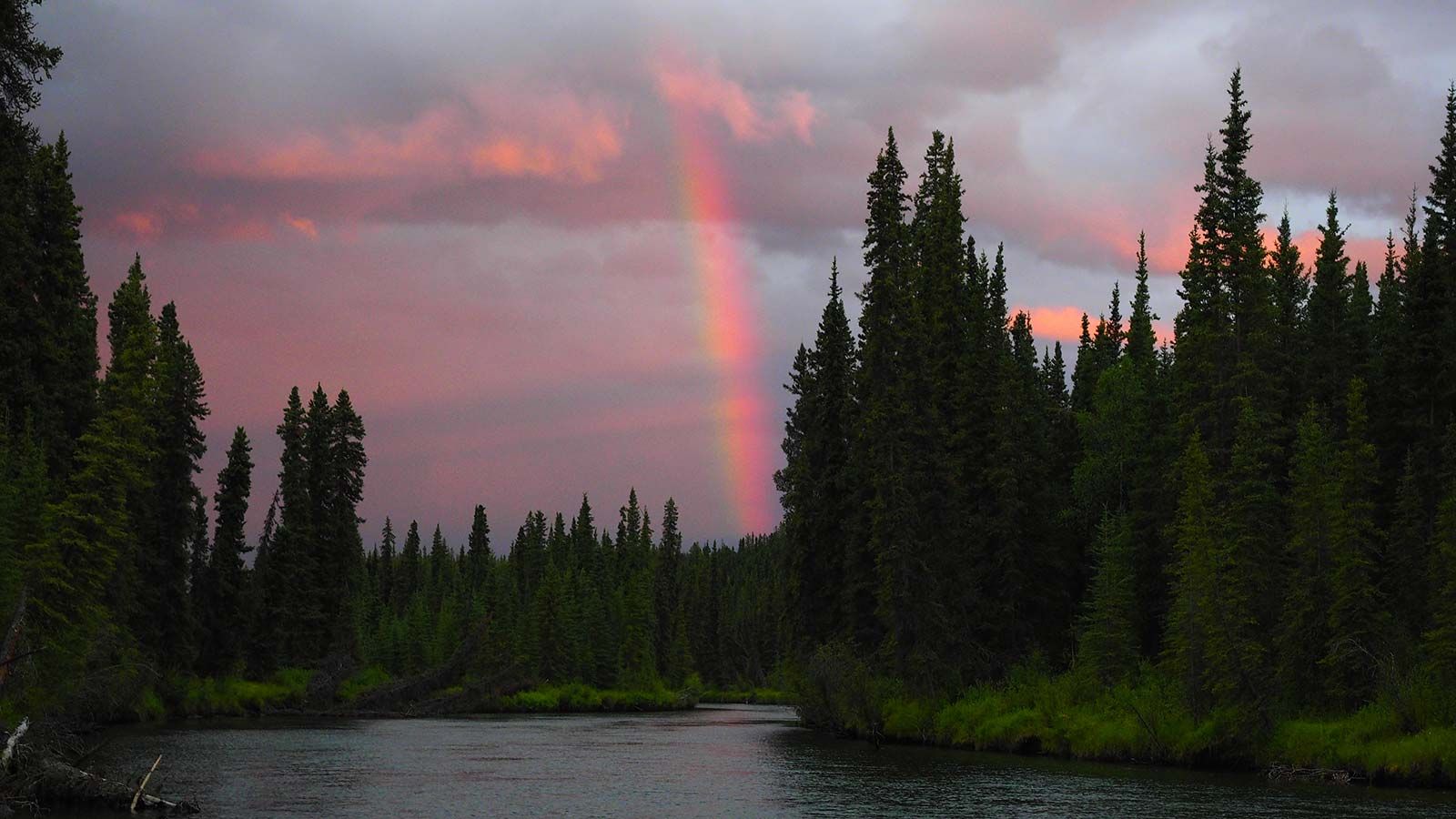 Pink rainbow over a dark pine forest and calm river at dusk