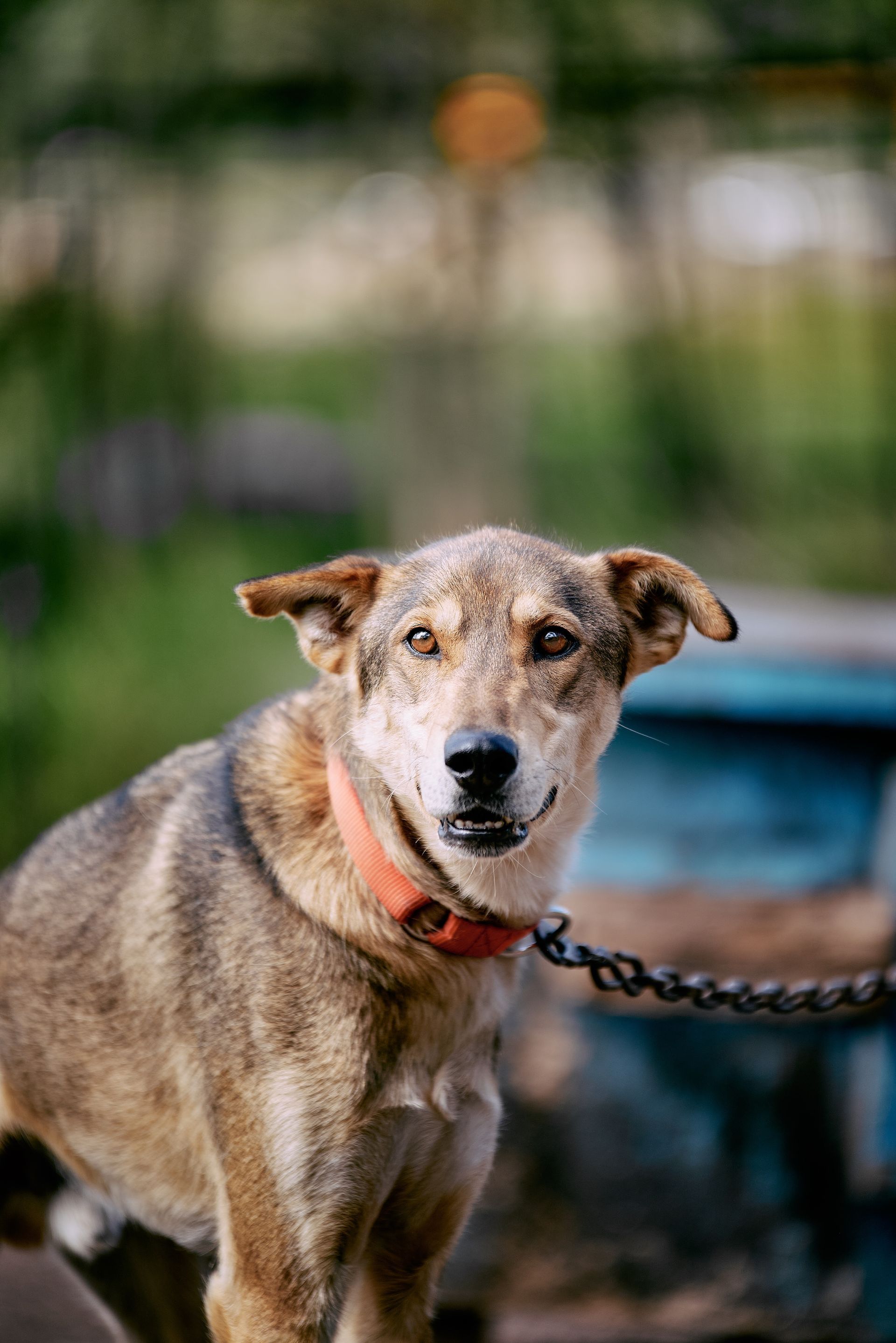 Brown dog with a red collar standing outdoors on a leash near a blurred blue bench