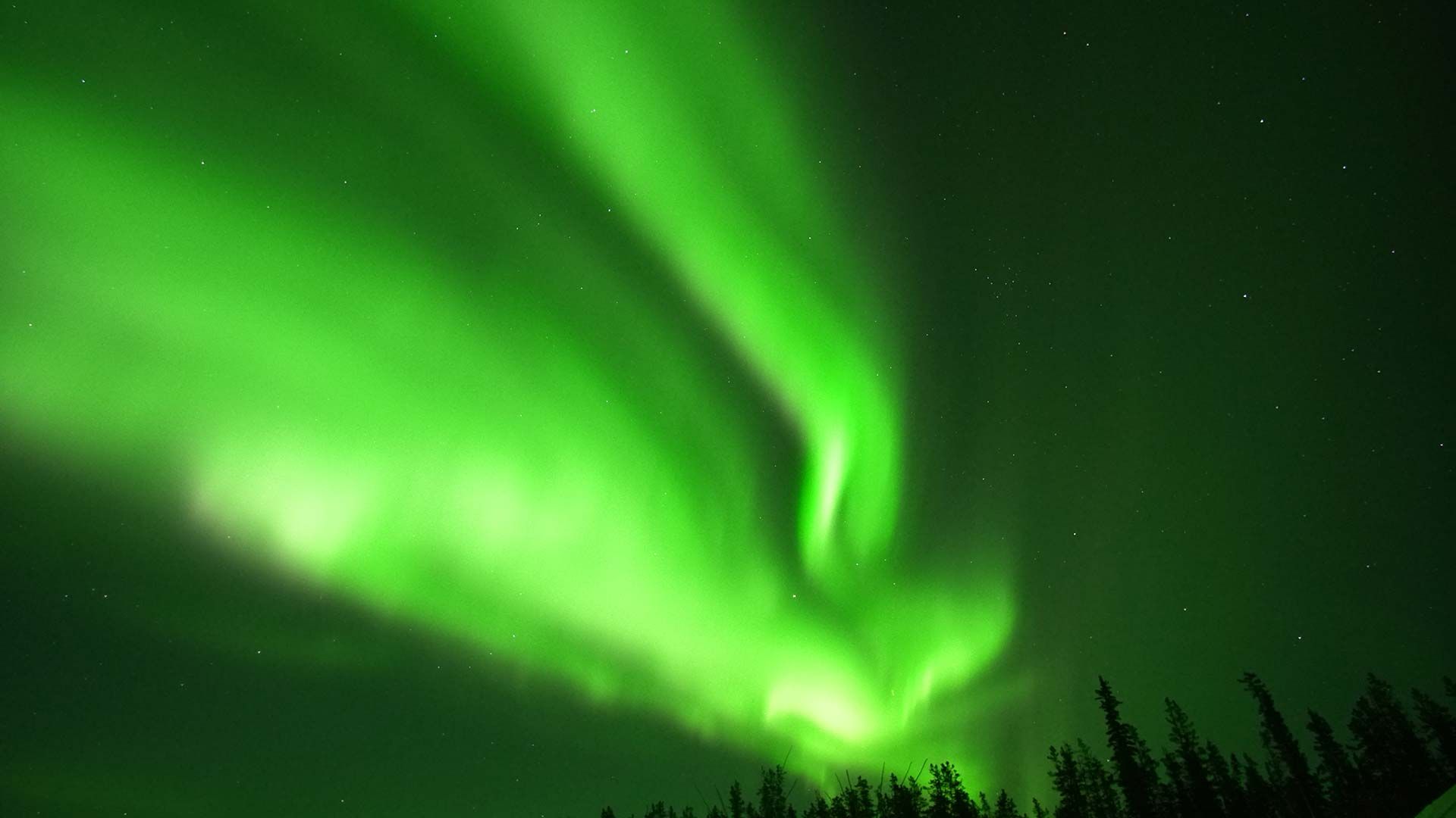 Bright green aurora borealis swirling over a dark forest at night