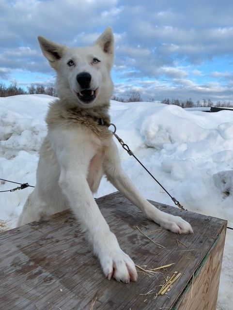 White dog on a wooden table in the snow, wearing a chain collar, with cloudy sky behind.