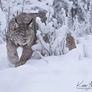Bobcat stalking through deep snow among frosted brush, facing forward with intense eyes.