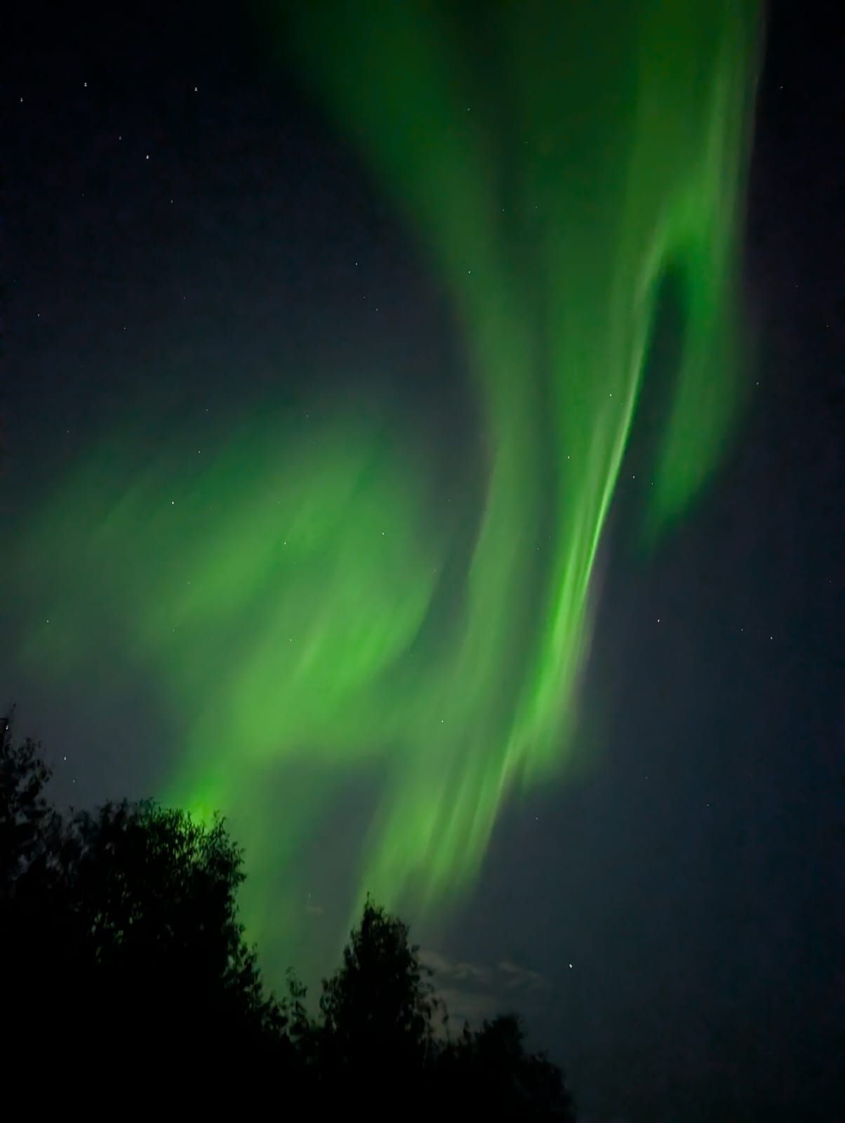 Green aurora borealis glows across a dark night sky above silhouetted trees.