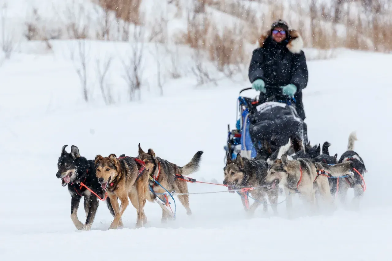 Dog sled team racing through snow with a bundled musher in a blue sled