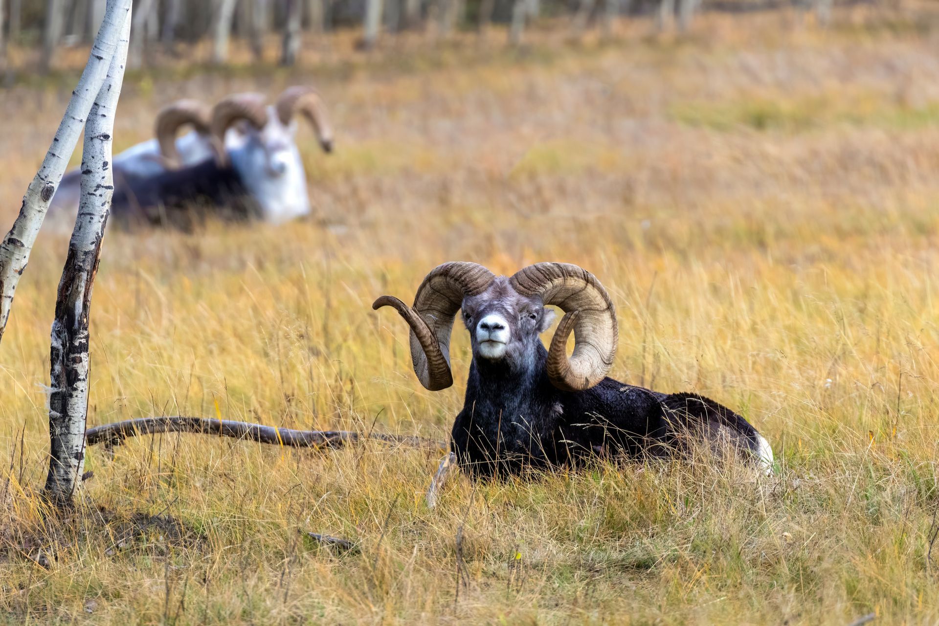 Horned bighorn sheep resting in dry grassland, with two more blurred in the background.