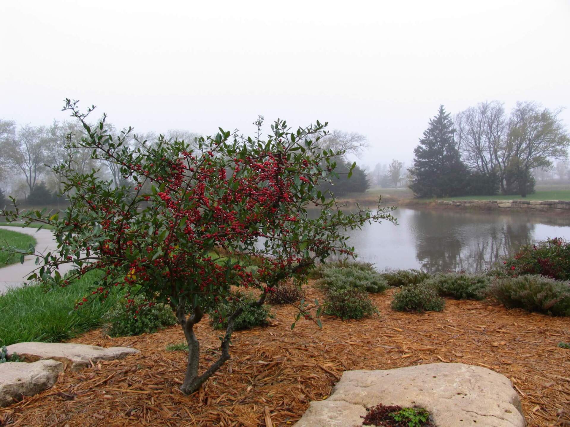 section-image