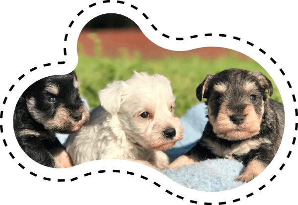 Hunter Valley Pet Resort & Grooming Parlour