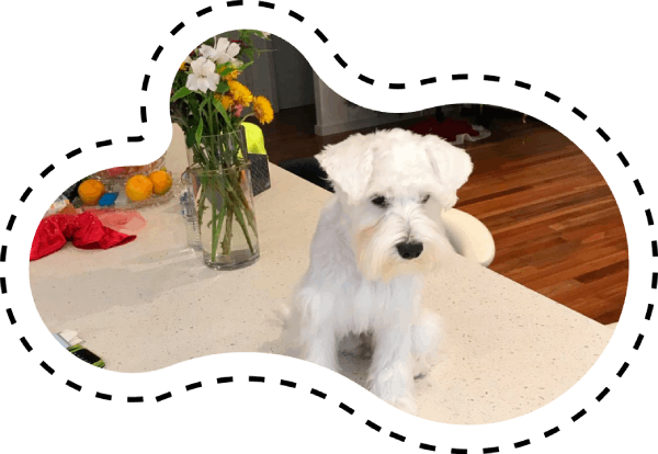 Hunter Valley Pet Resort & Grooming Parlour