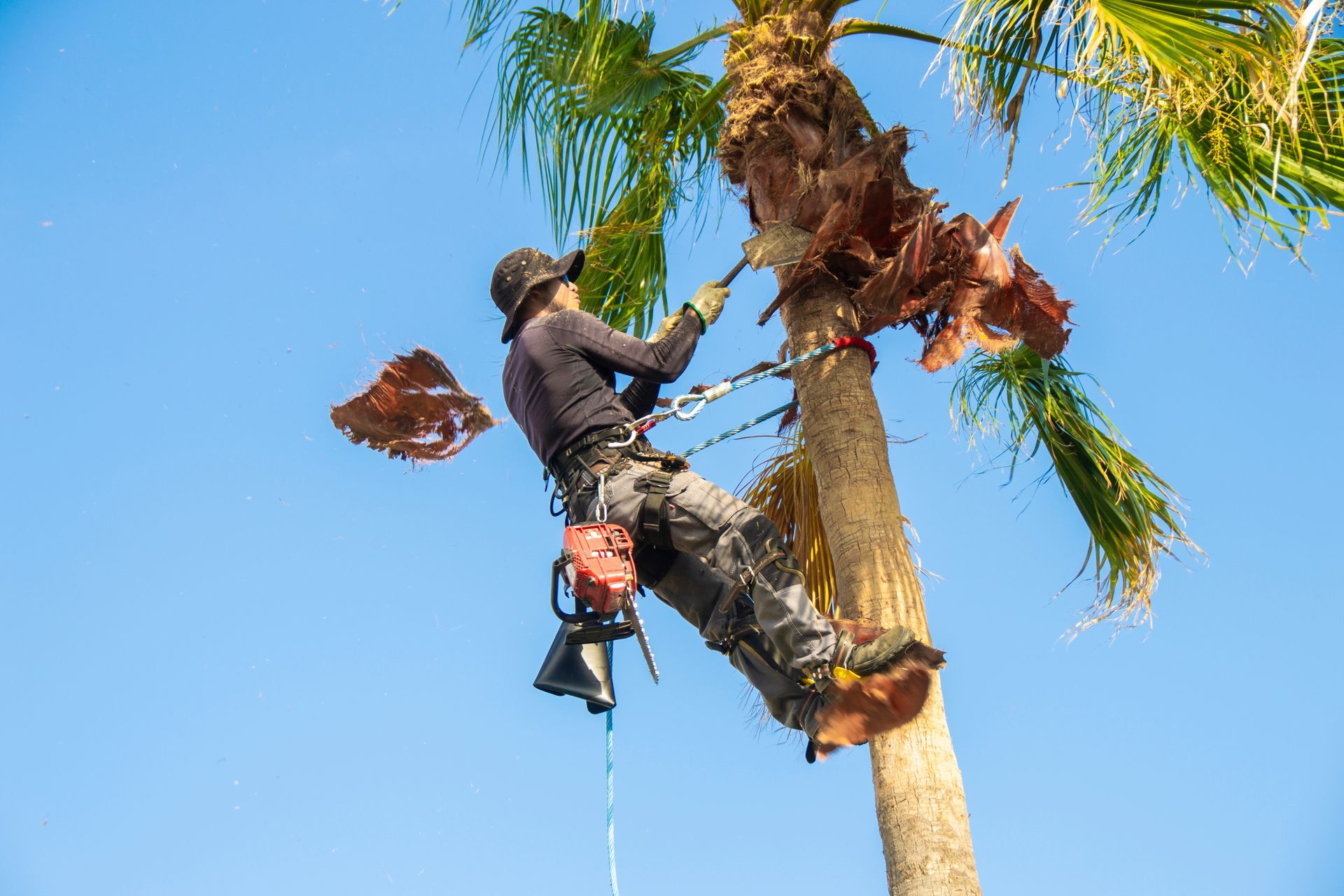 Arborist wearing safety gear trims a palm tree while roped in.