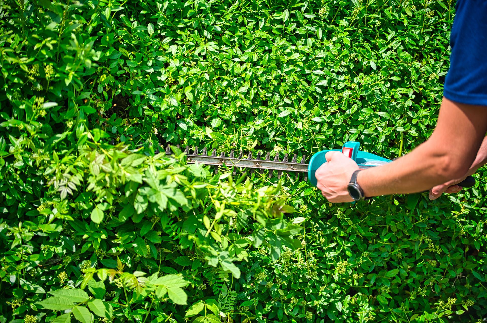 A person is using an electric hedge trimmer on a lush green hedge. A person is using an electric hedge trimmer on a lush green hedge.