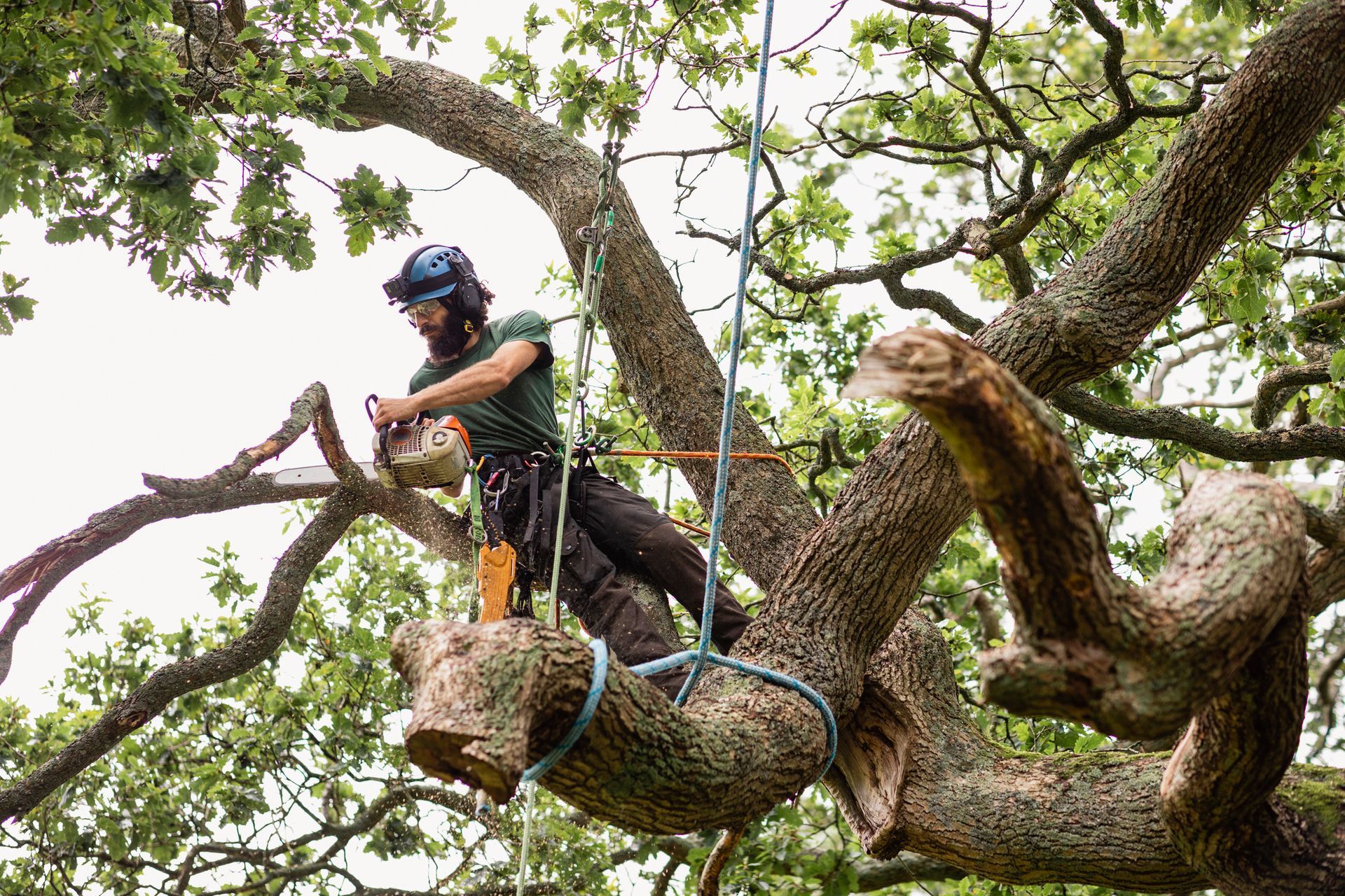 An arborist using a chainsaw to remove a tree branch at height, showcasing tree removal service.